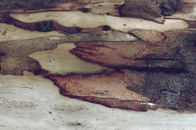 Kostenloses Foto hintergrund der hölzernen baumbeschaffenheit