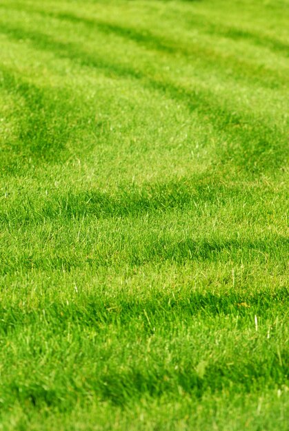 Hintergrund des grünen Grases mit Streifen