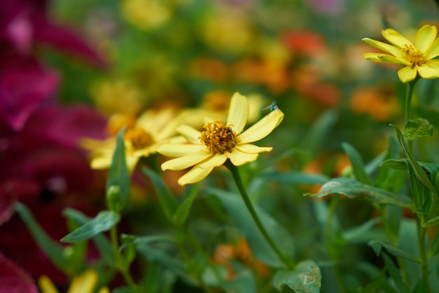 Hintergrund Frühjahr gelbe Gänseblümchen Malaysia