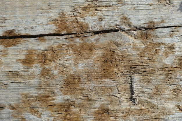 Hintergrund Holz mit Moos