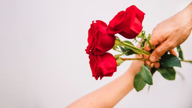 Hintergrund mit Rosen in den Händen