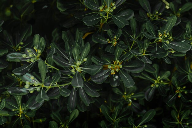 Hintergrund von grünen Blättern mit den Knospen