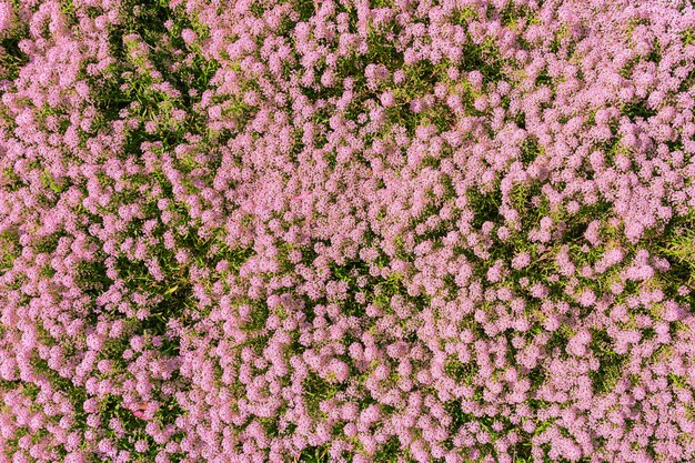 Hintergrund von kleinen rosa Blumen