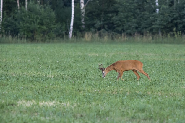 Hirsch, der auf grünem Feld geht