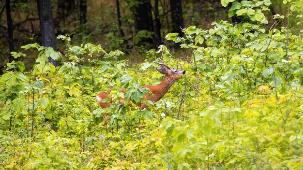 Hirsch mit kleinen Hörnern und orangefarbenem Fell in üppigem Grün in einem Wald in Moldawien