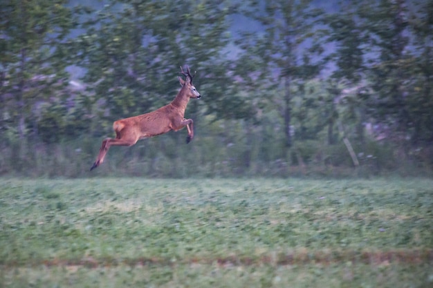 Hirsch springt auf grünes Feld