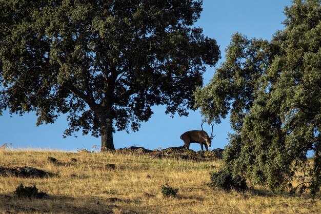 Hirsche im Nationalpark Monfrague, Extremadura, Spanien