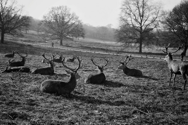 Hirschherde ruht auf einem Feld