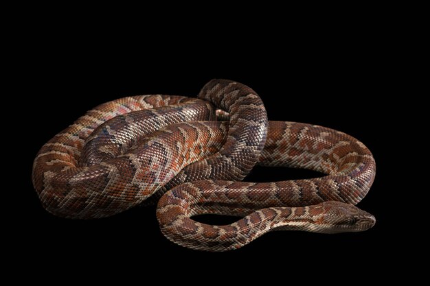 Hispaniolan Boa, Chilabothrus oder Epicrates Striatus