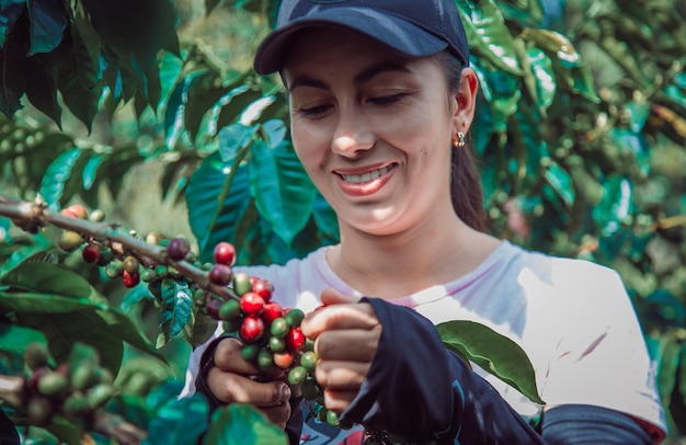 Hispanische Bäuerin, die Kaffee auf dem Bauernhof erntet