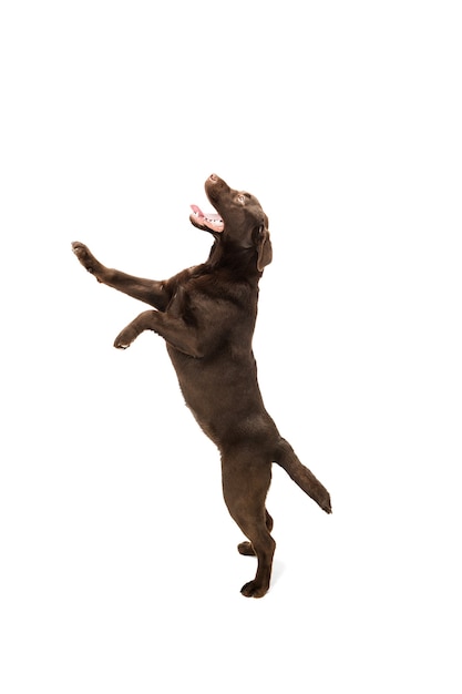 Hoch springen. Der braune Schokoladen-Labrador-Retriever spielt auf weißem Studio.