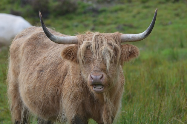 Hochlandrinder mit offenem maul.