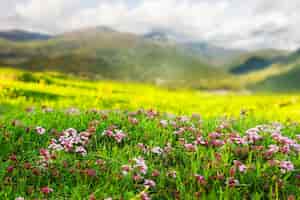 Kostenloses Foto hochlandwiese in pyrenäen
