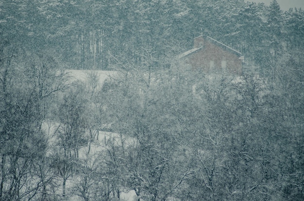 Kostenloses Foto hochwinkelaufnahme der bäume im wald, der während der schneeflocke mit schnee bedeckt wird