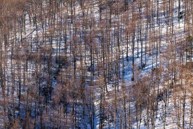 Hochwinkelaufnahme der hohen kahlen Bäume der Medvednica in Zagreb, Kroatien im Winter