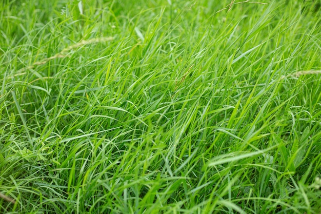 Hochwinkelaufnahme des schönen grünen Grases, das eine Wiese bedeckt, die bei Tageslicht gefangen genommen wird