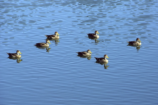 Hochwinkelaufnahme einer Gruppe von Enten, die im blauen See schwimmen