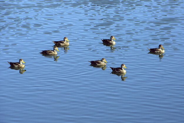 Hochwinkelaufnahme einer Gruppe von Enten, die im blauen See schwimmen