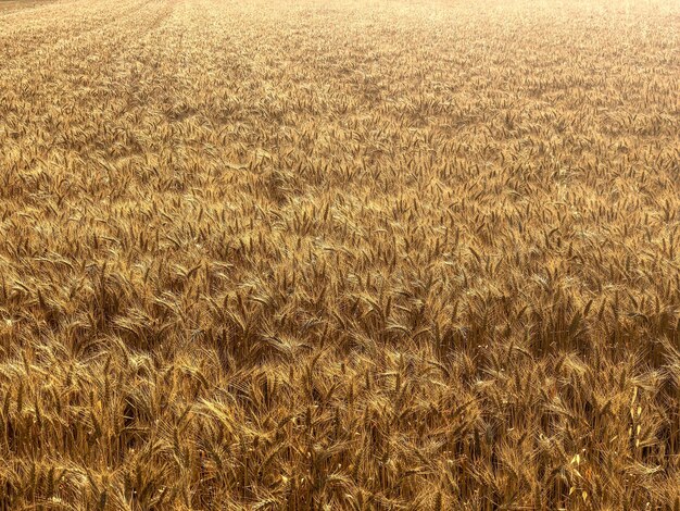 Hochwinkelaufnahme einer herrlichen Weizenfarm, aufgenommen an einem warmen und sonnigen Tag