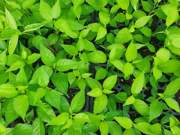 Hochwinkelaufnahme einer Pflanze mit vielen grünen Blättern