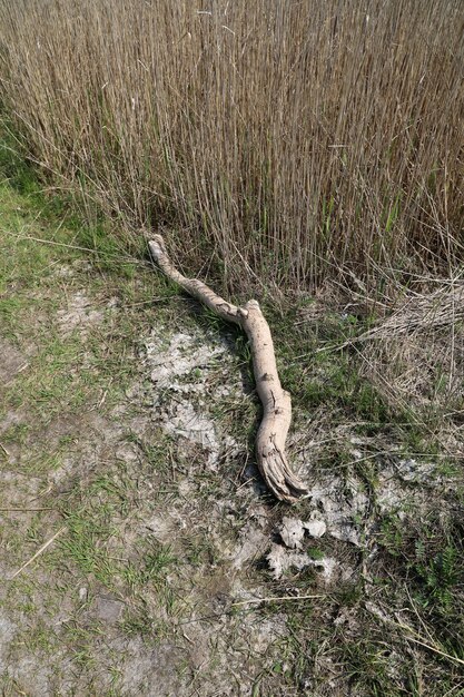 Hochwinkelaufnahme eines gebrochenen getrockneten Zweigs in einem Feld während des Tages