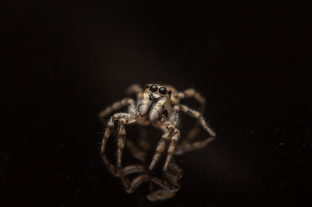 Hochwinkelaufnahme eines gruseligen Salticidae auf einer schwarzen Oberfläche