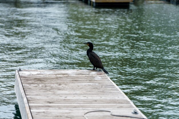 Hochwinkelaufnahme eines Kormoranvogels auf dem hölzernen Pier