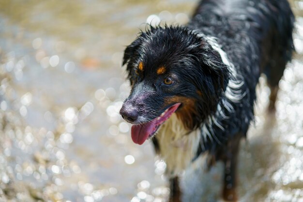 Hochwinkelaufnahme eines nassen Berner Sennenhundes, der auf dem Wasser steht