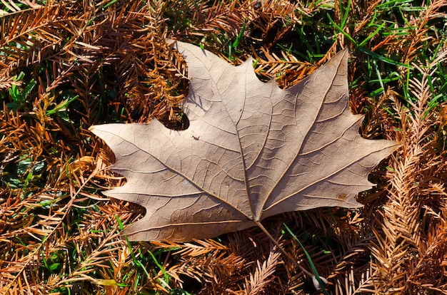 Hochwinkelaufnahme eines schönen Herbstblattes, das auf den blattbedeckten Boden gefallen ist