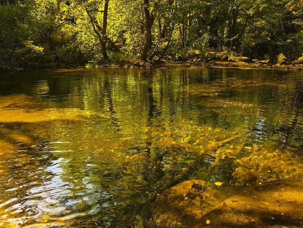 Hochwinkelaufnahme eines Sees im Wald mit Reflexionen von Bäumen im Wasser