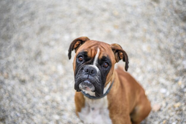 Hochwinkelaufnahme eines süßen Boxerhundes