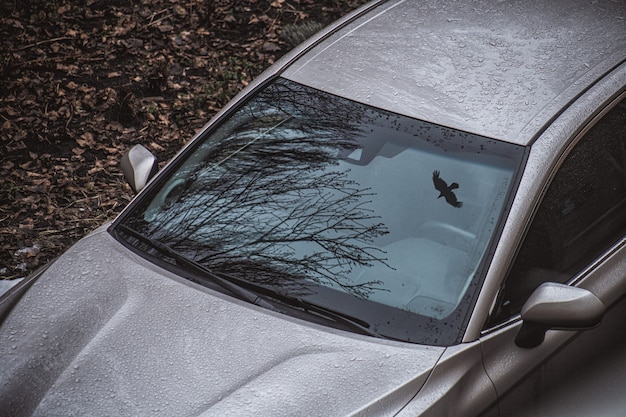 Kostenloses Foto hochwinkelaufnahme eines trockenen baumes und eines fliegenden vogels, der auf seiner windschutzscheibe reflektiert wird