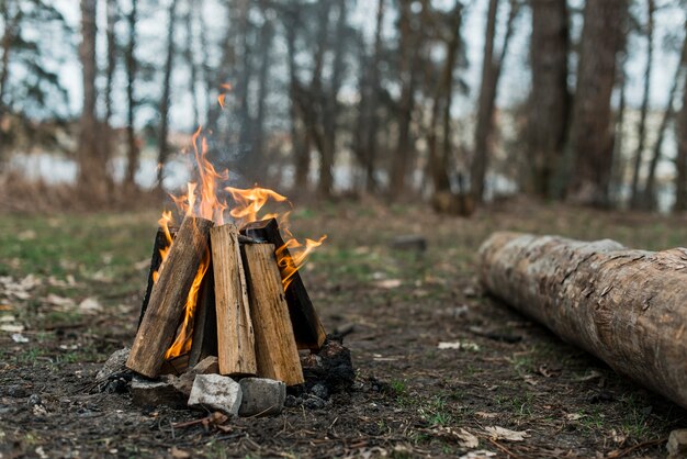 Hochwinkelfeuer im Wald