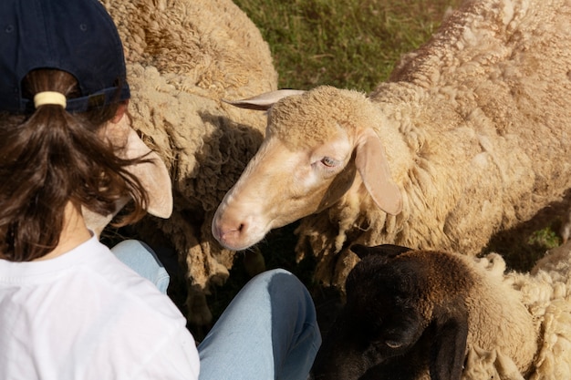 Kostenloses Foto hochwinkelige frau, die schafe füttert