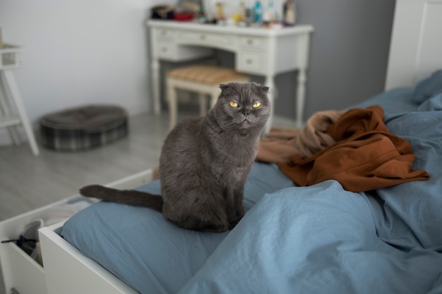 Hochwinkelige süße Katze und Kleidung auf dem Bett