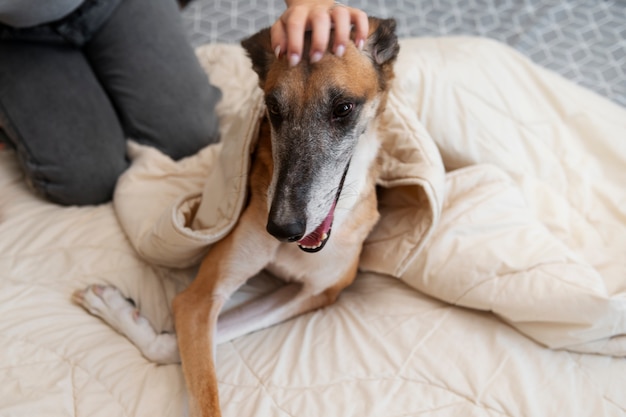 Hochwinkeliger Besitzer, der Hund streichelt