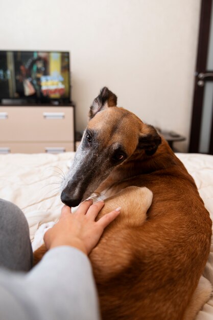 Kostenloses Foto hochwinkeliger besitzer, der hund streichelt