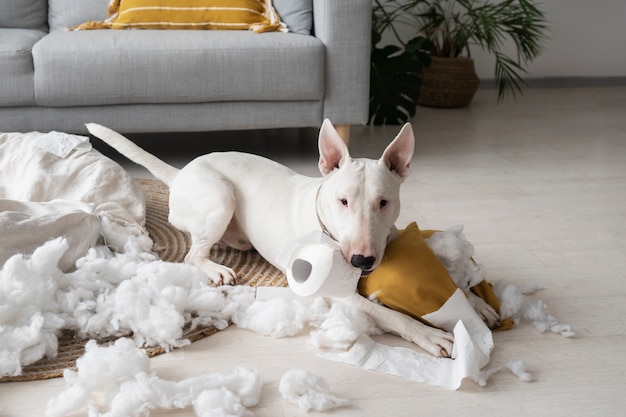 Kostenloses Foto hochwinkeliger hund beißt toilettenpapier