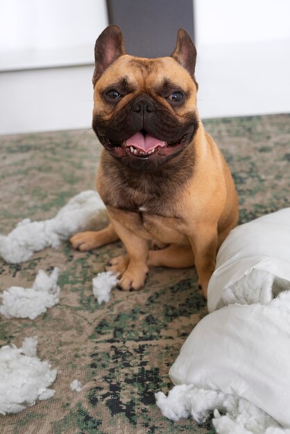 Hochwinkeliger Hund, der auf dem Boden Chaos macht
