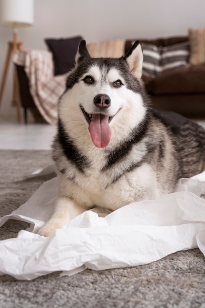 Hochwinkeliger Hund, der zu Hause mit Toilettenpapier spielt