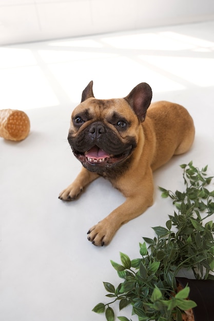 Kostenloses Foto hochwinkeliger smiley-hund, der auf dem boden liegt