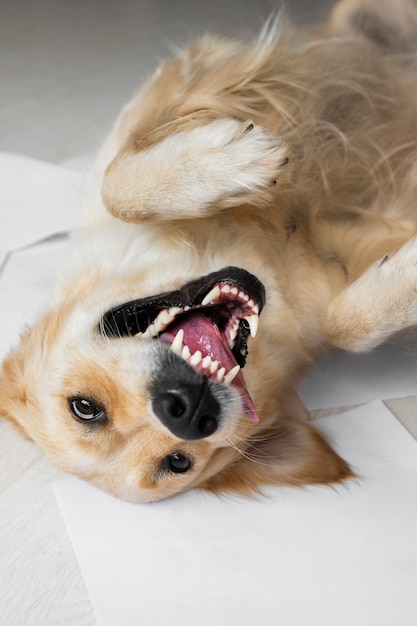 Hochwinkeliger Smiley-Hund, der auf dem Boden liegt