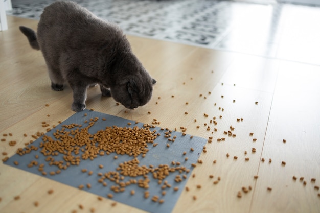 Kostenloses Foto hochwinkelkatze, die nahrung auf dem boden isst