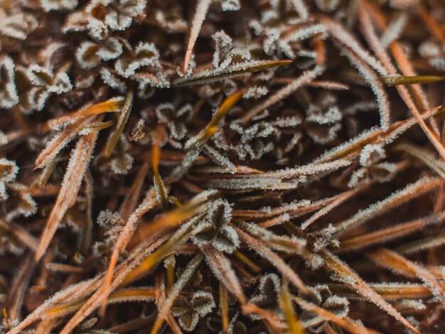 Hochwinkelselektiver Fokusschuss der Schneeflocken auf den trockenen Grasblättern