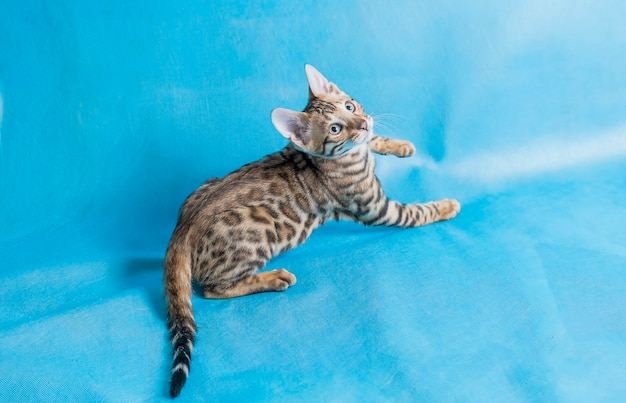 Hochwinkelstudioaufnahme eines niedlichen bengalischen Kätzchens, das mit blauem Hintergrund nach oben schaut