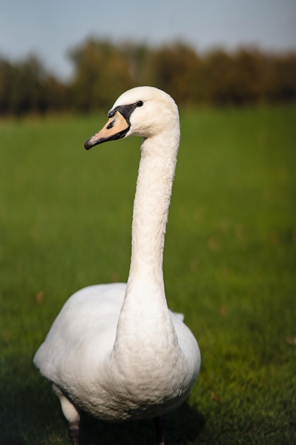 Höckerschwan, Cygnus olor, Erwachsener, Nahaufnahme