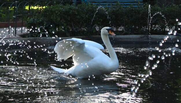 Höckerschwan vom Wasser umgeben