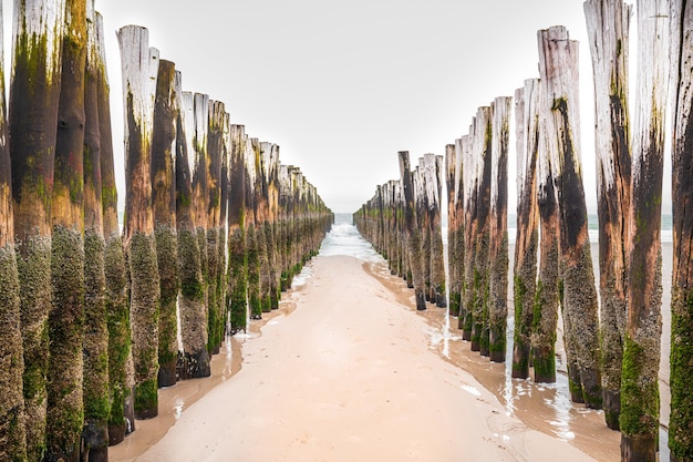 Hölzerne Wellenbrecheranlagen in der Nordsee, Seeland, Niederlande