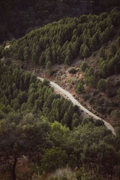 Hohe Ansicht eines Waldwegs zwischen Naturlandschaft