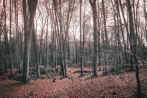 Hohe kahle Bäume in einem Wald im Herbst unter Sonnenlicht - ideal für gruselige Konzepte